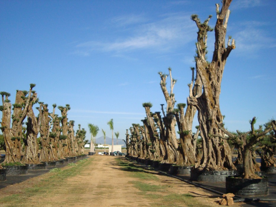 Olivo Centenario
