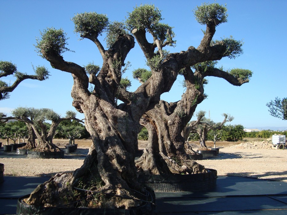 Olivo Centenario