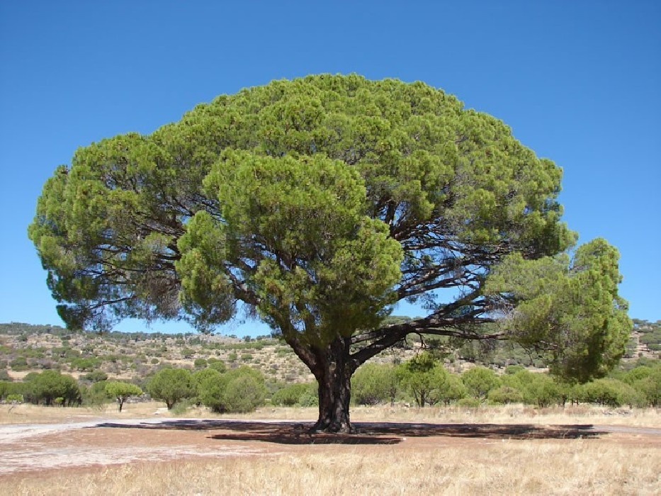 Pino Piñonero (Pinus Pinea) C-20