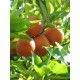 Citrus Orangequat C-25