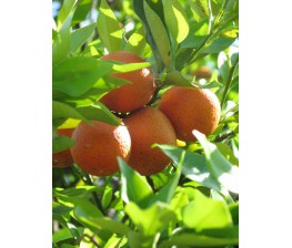 Citrus Orangequat C-25 (80/120)
