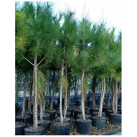Pino Piñonero (Pinus Pinea) Bf-40 2