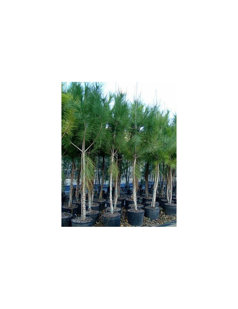 Pino Piñonero (Pinus Pinea) Bf-40