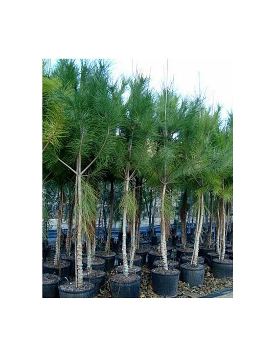 Pino Piñonero (Pinus Pinea) Bf-40