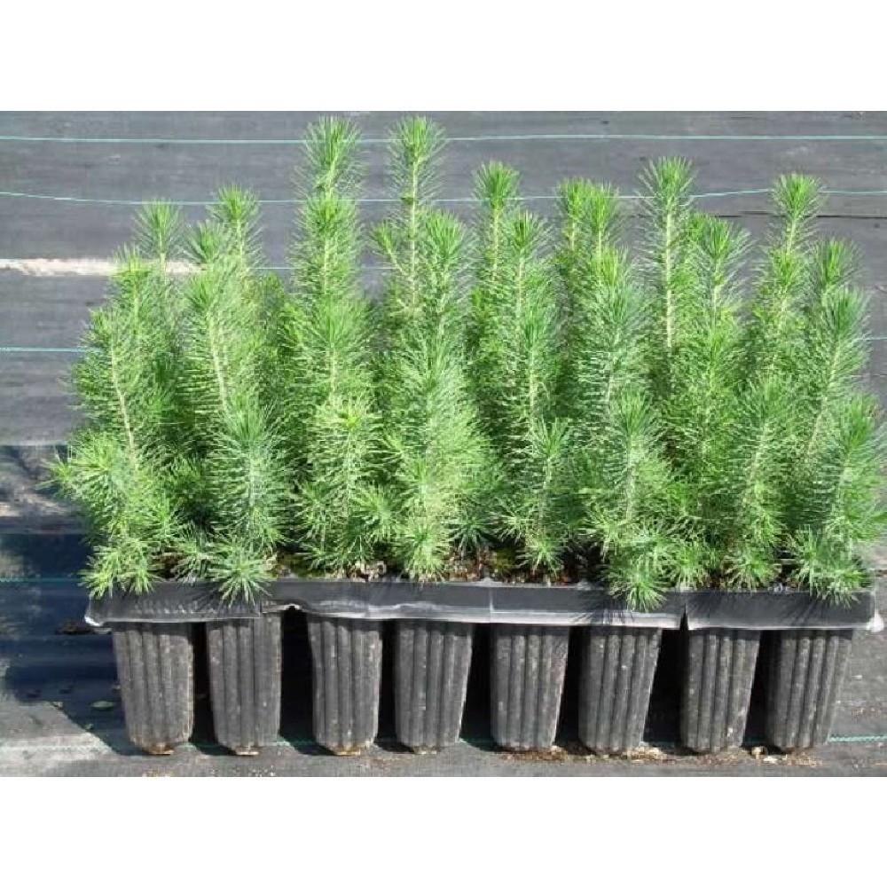 Pino Piñonero (Pinus Pinea) Bf-40