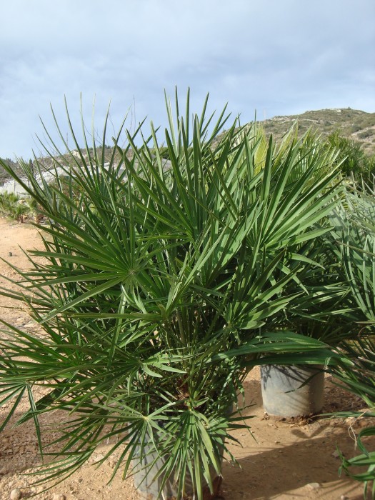 Chamaerops Humilis C-35