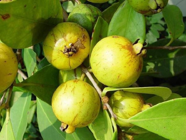 Guayabo amarillo.Psidium Guajava C-35 2