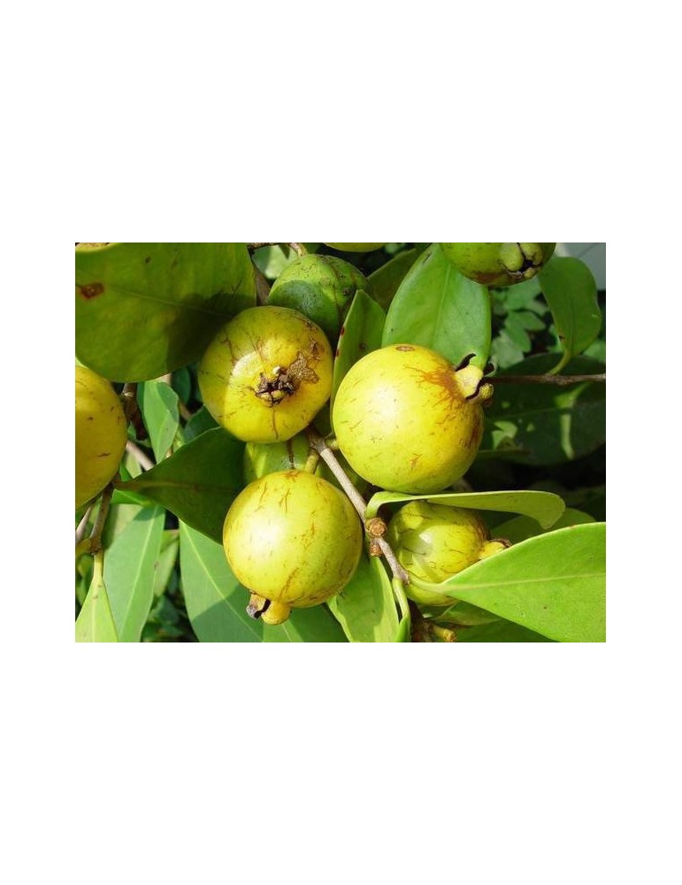 Guayabo amarillo.Psidium Guajava C-35