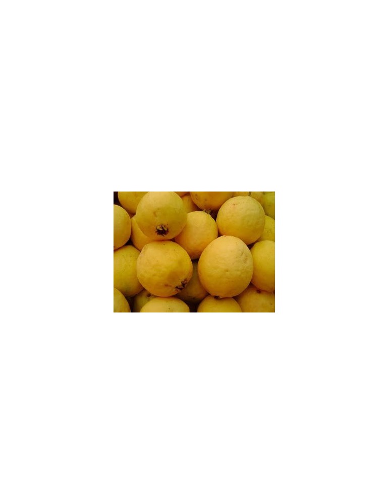 Guayabo amarillo.Psidium Guajava C-35