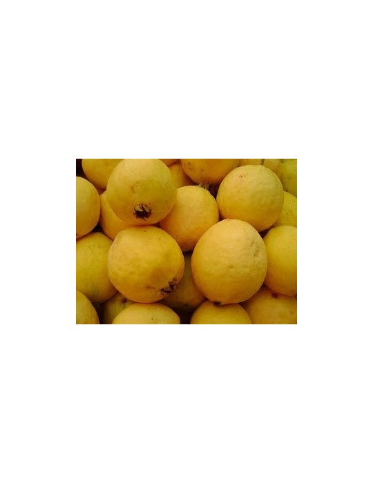 Guayabo amarillo.Psidium Guajava C-35