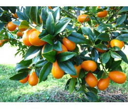 Kumquat.Fortunella spp. C-30(110/120)