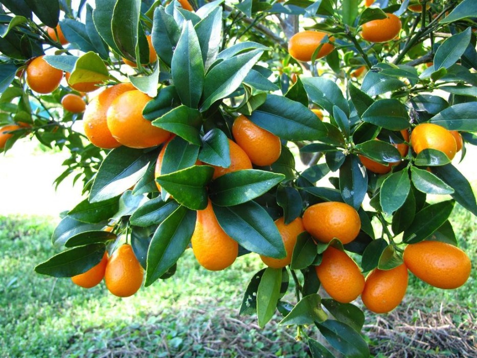 Kumquat C-30