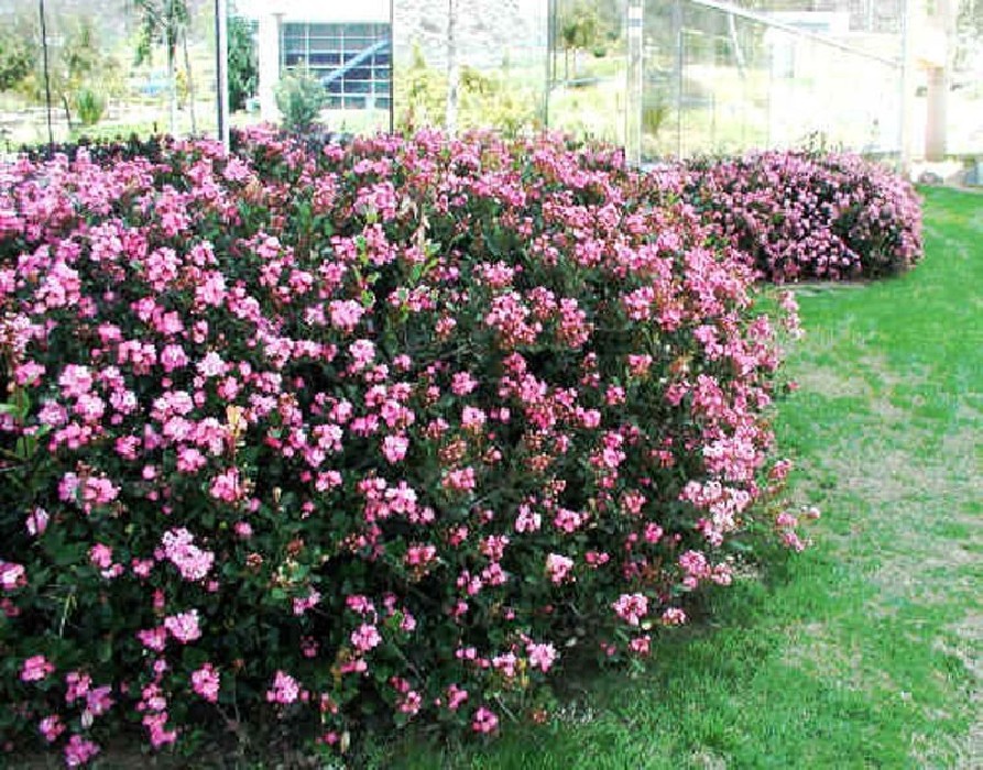 Raphiolepis Indica Springtime C-17