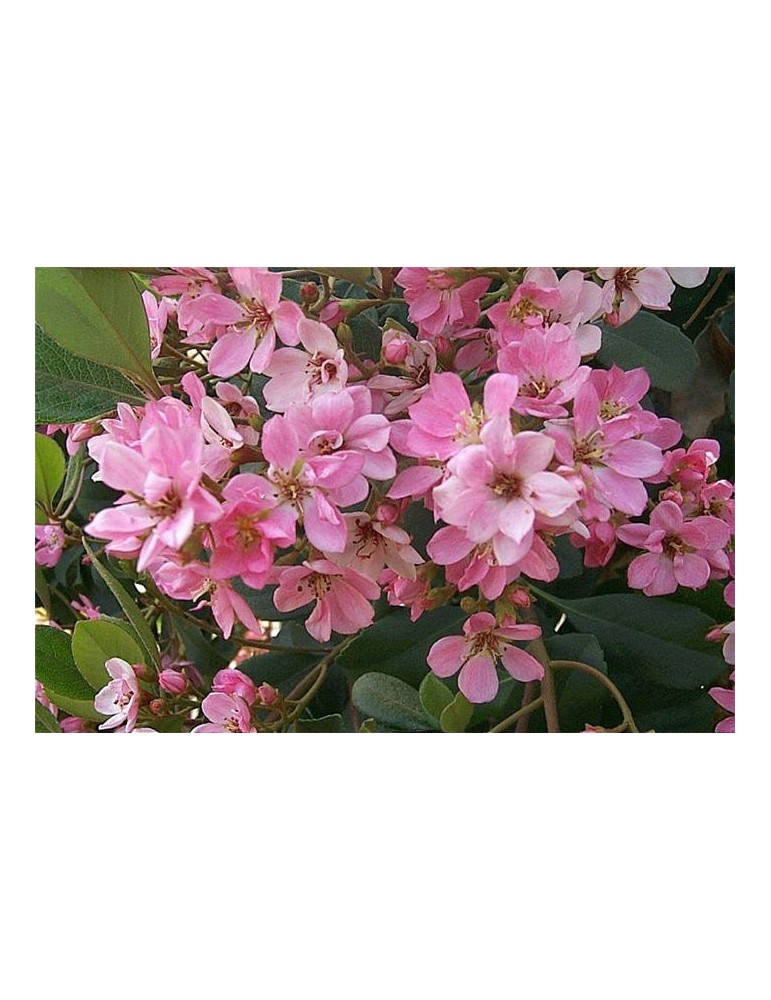 Raphiolepis Indica Springtime C-17