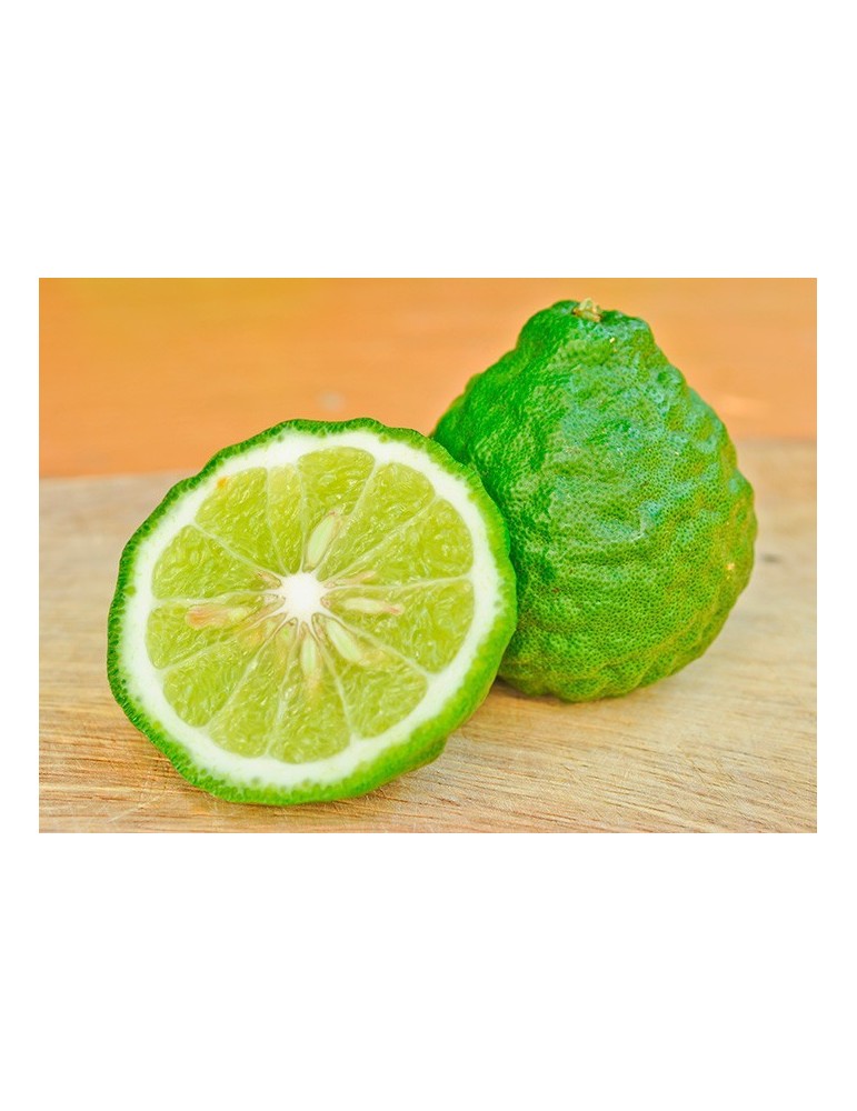 Lima Kaffir - Citrus Hystrix C-25