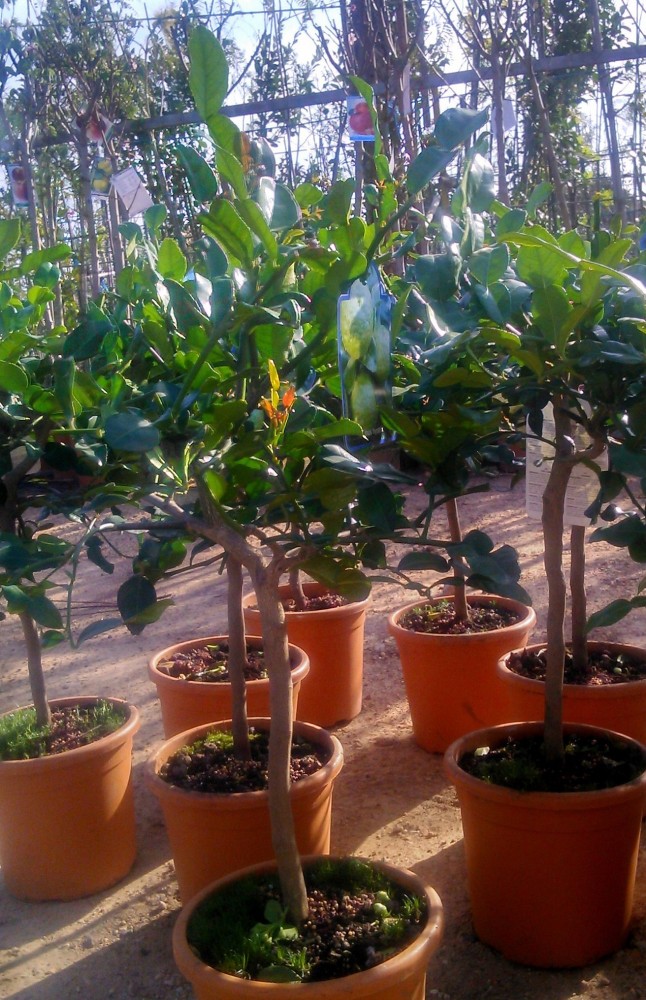 Lima Kaffir - Citrus Hystrix C-25