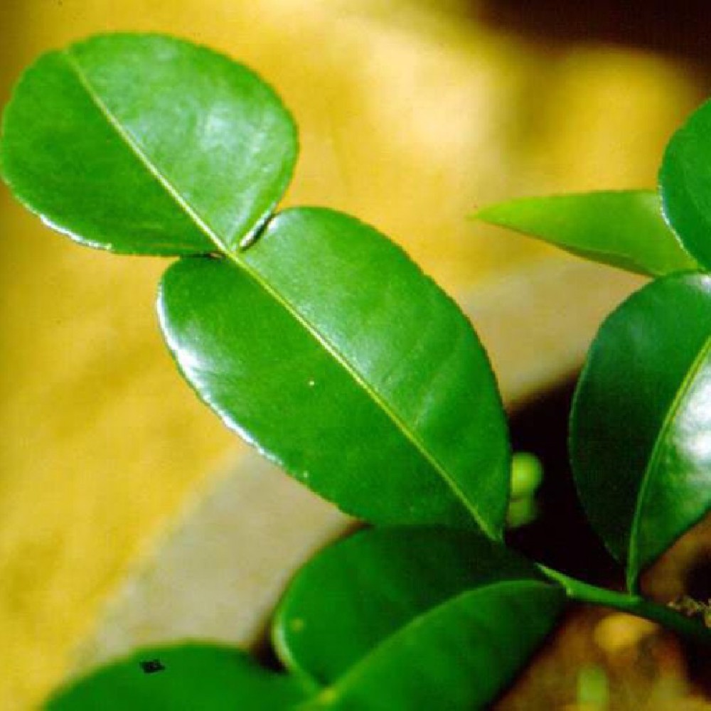 Lima Kaffir - Citrus Hystrix C-25