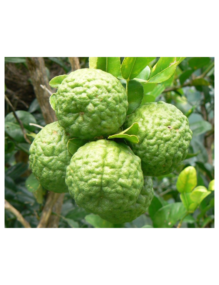 Lima Kaffir - Citrus Hystrix C-25