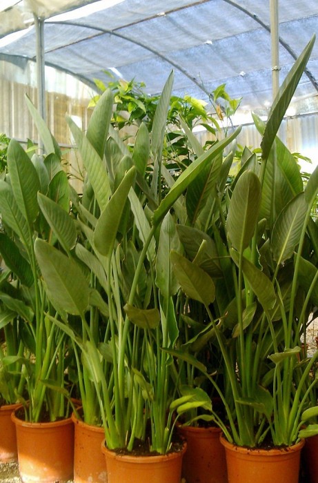 Strelitzia Reginae C-25