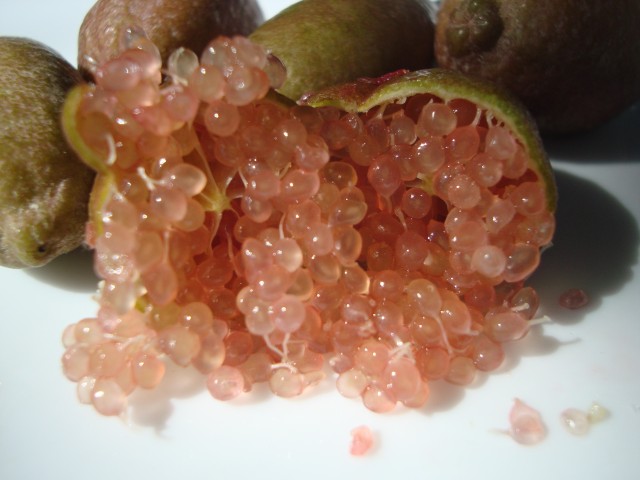 Limonero C. Caviar (Microcitrus australasica) C-30 2