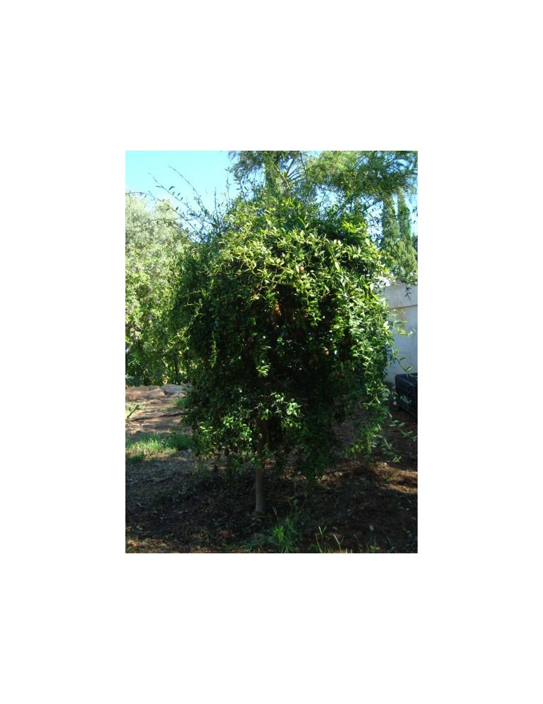 Limonero C. Caviar (Microcitrus australasica) C-30