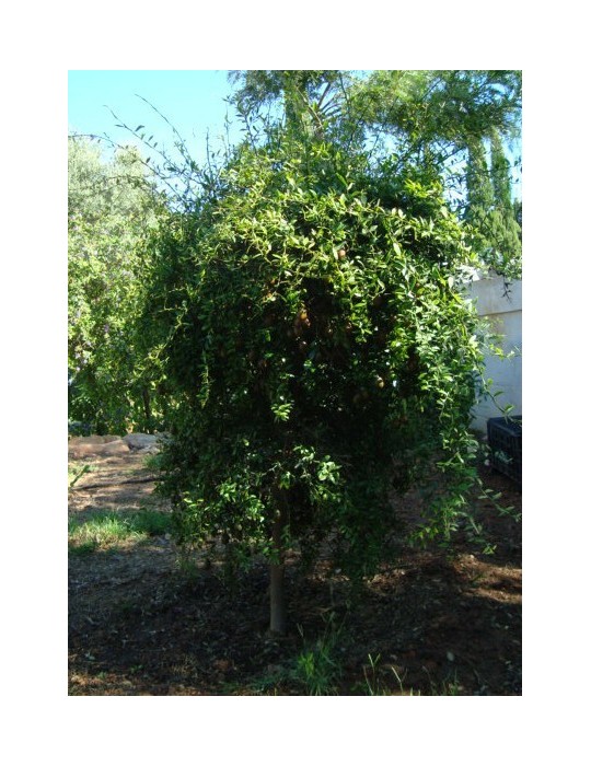 Limonero C. Caviar (Microcitrus australasica) C-30