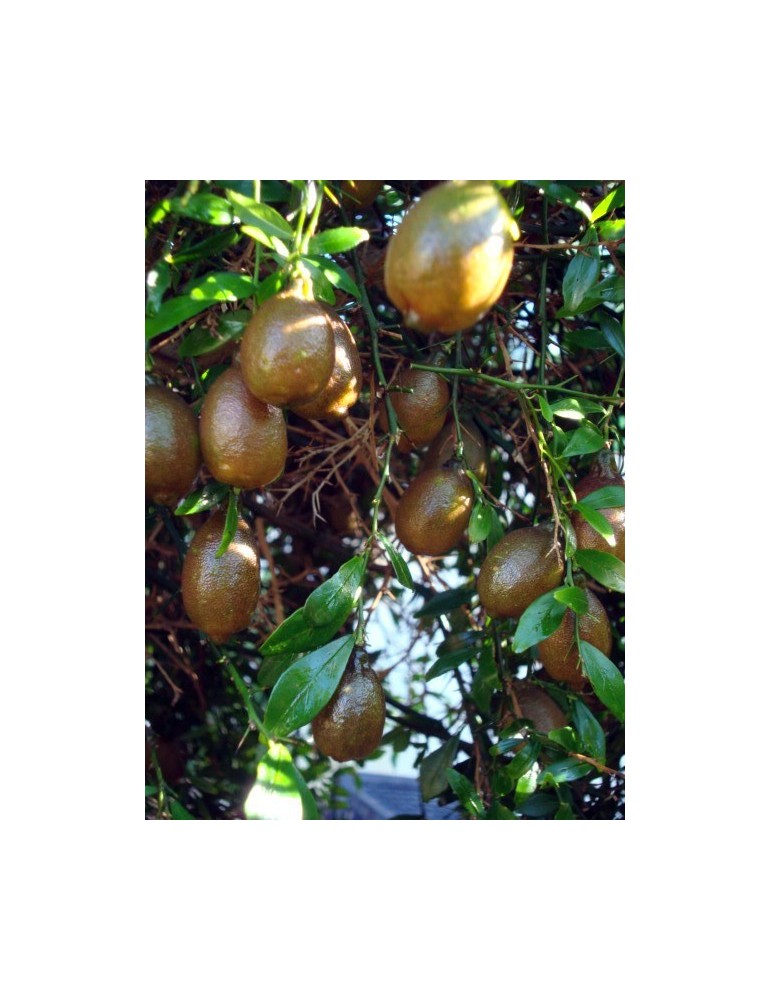 Limonero C. Caviar (Microcitrus australasica) C-30