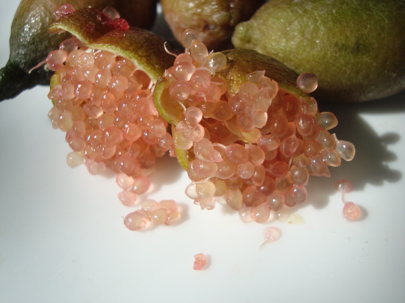 Limonero C. Caviar (Microcitrus australasica) C-30