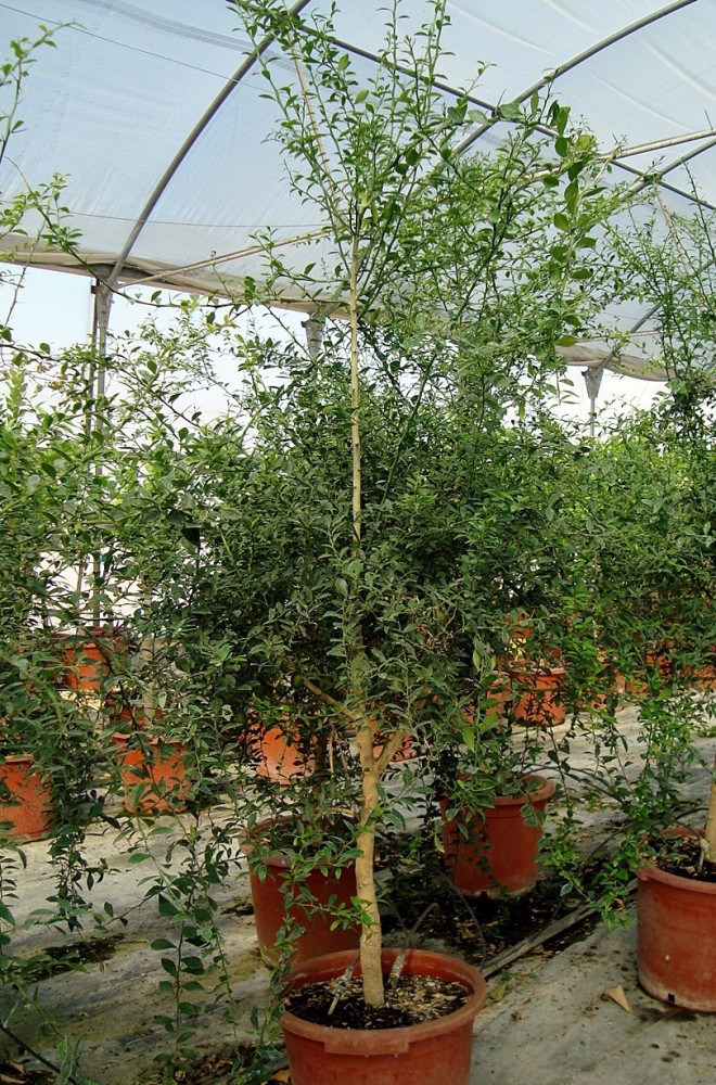 Limonero C. Caviar (Microcitrus australasica) C-30