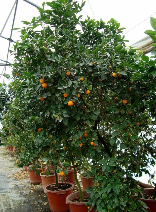 Calamondin C-40