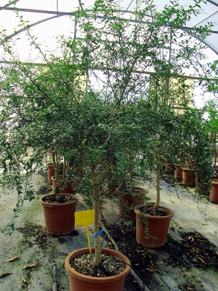 Limonero C. Caviar (Microcitrus australasica) C-30