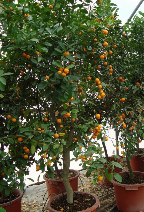 Calamondin C-40