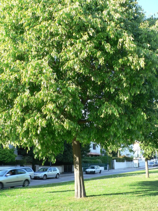 Celtis australis C-25