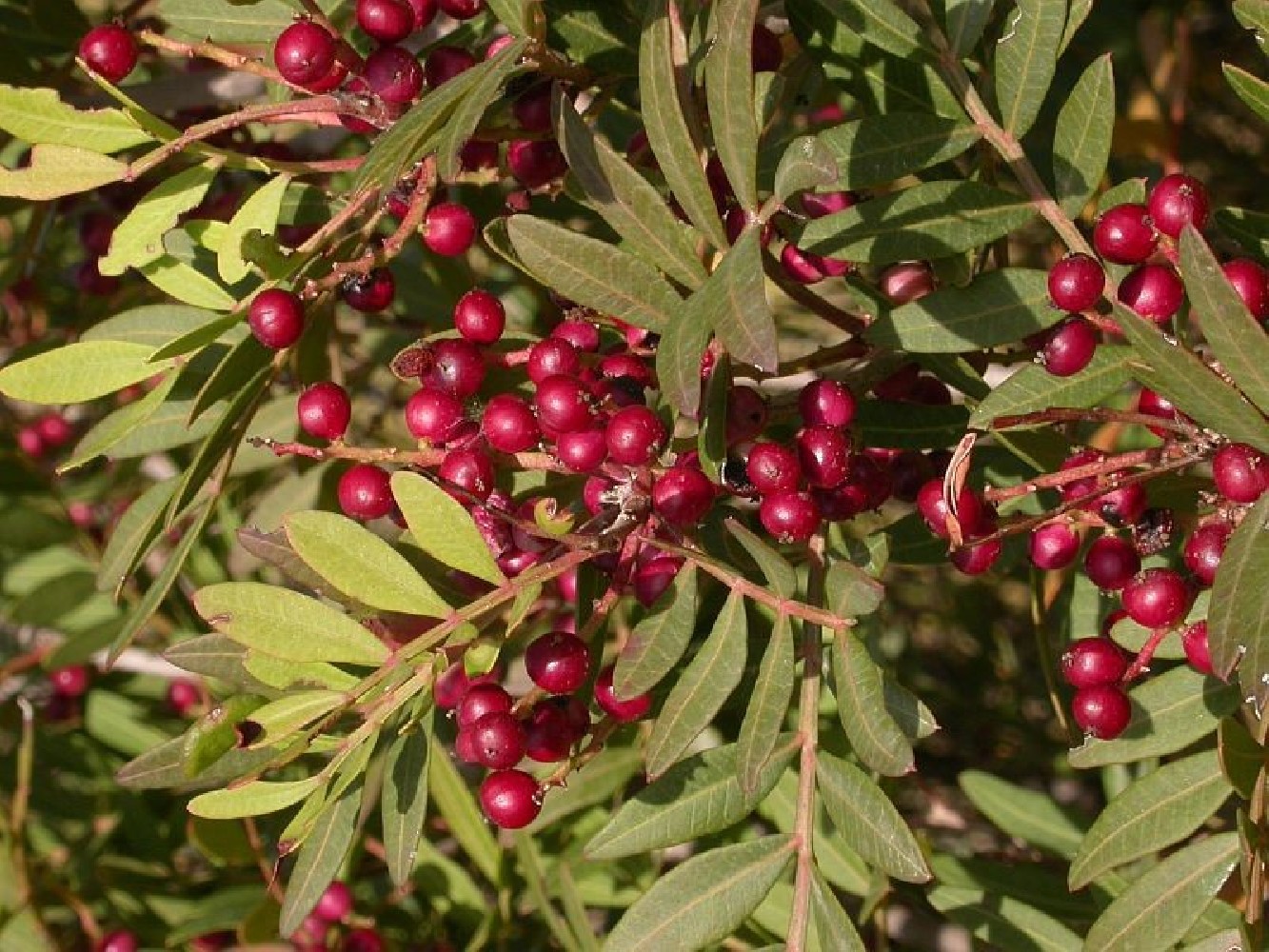 Pistacia Lentiscus C-22