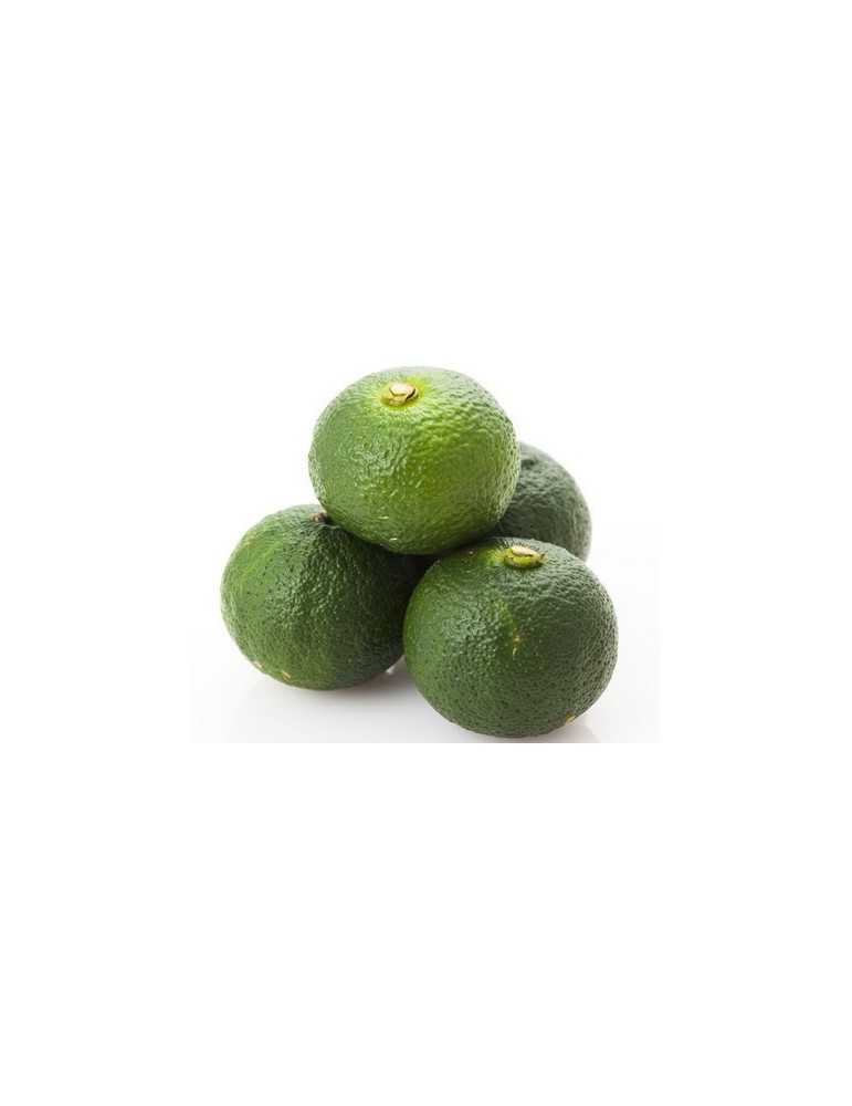 Limonero Yuzu (Citrus Junos) C-20