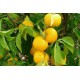 Limonero Yuzu (Citrus Junos) C-20