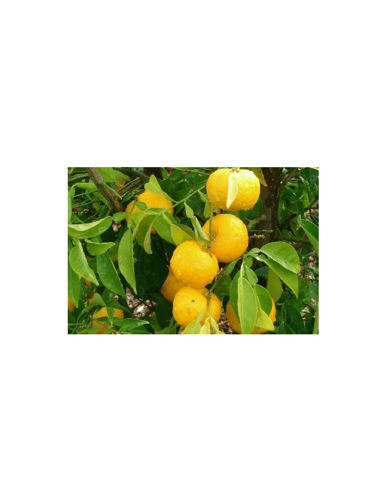 Limonero Yuzu (Citrus Junos) C-20