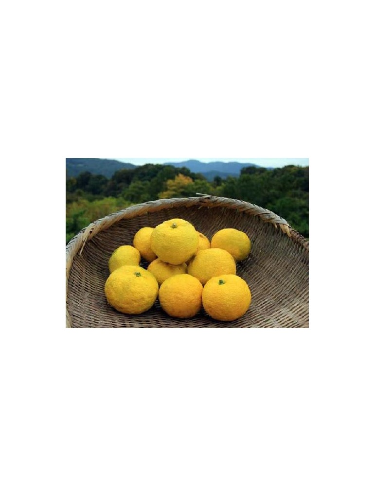 Limonero Yuzu (Citrus Junos) C-20