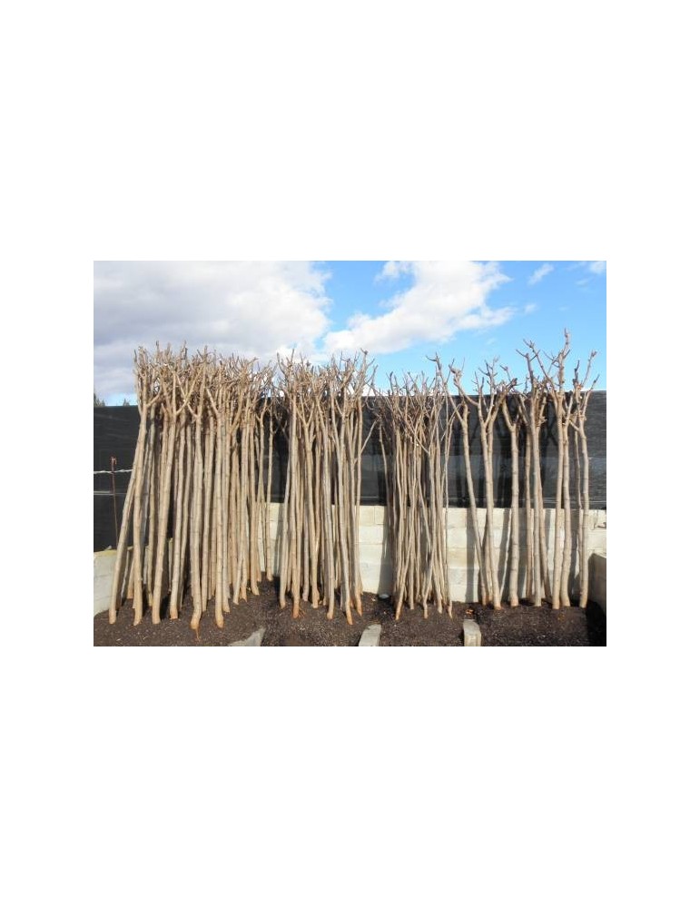 Morera Platanifolia 10/12 Raiz "Oferta"