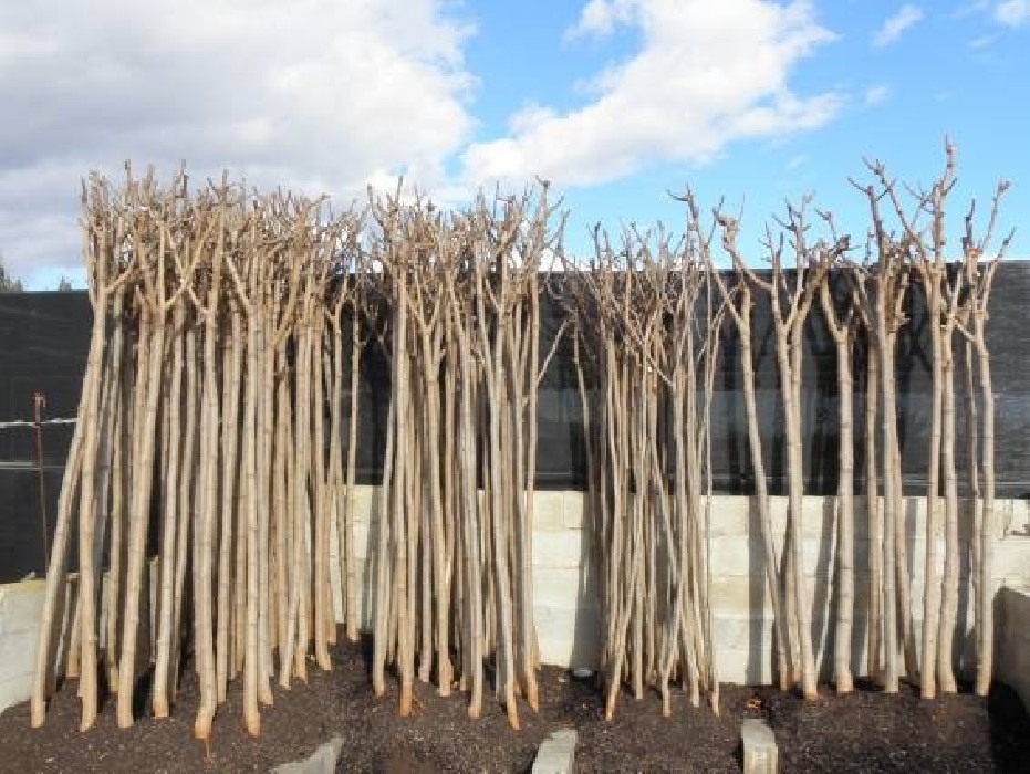 Morera Platanifolia 10/12 Raiz "Oferta"