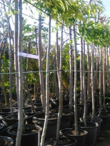 Morera Platanifolia 10/12 Raiz "Oferta" 2