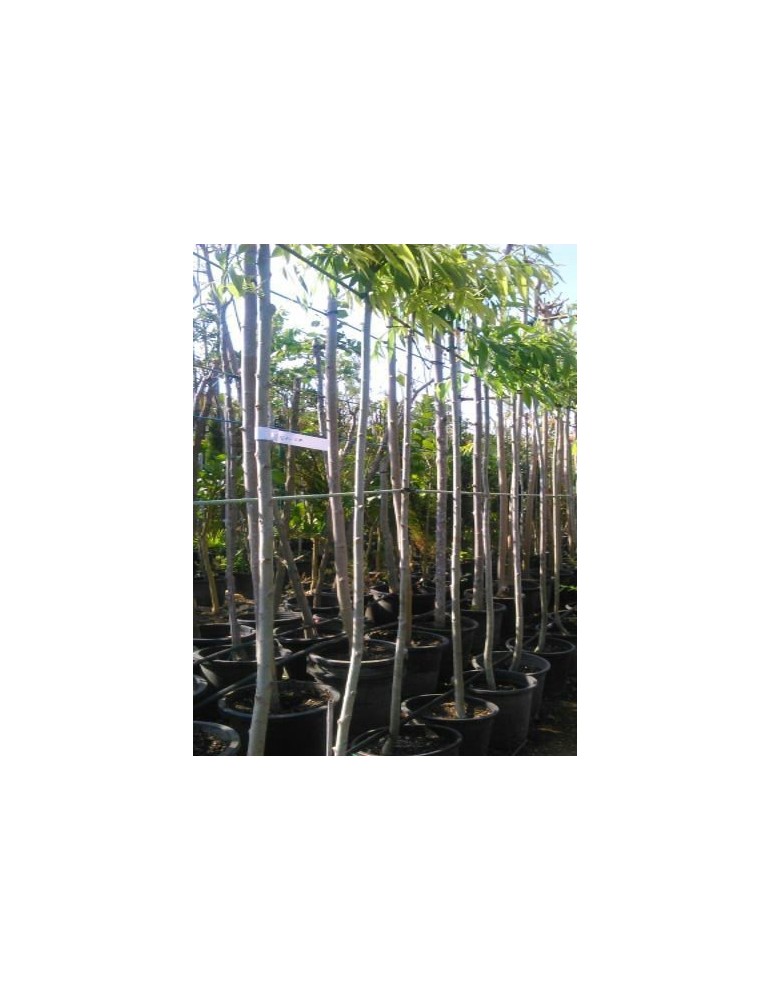 Morera Platanifolia 10/12 Raiz "Oferta"