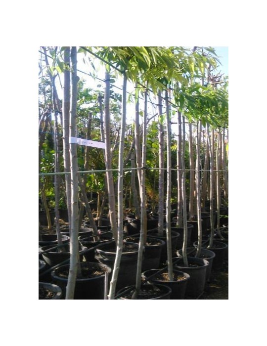 Morera Platanifolia 10/12 Raiz "Oferta"