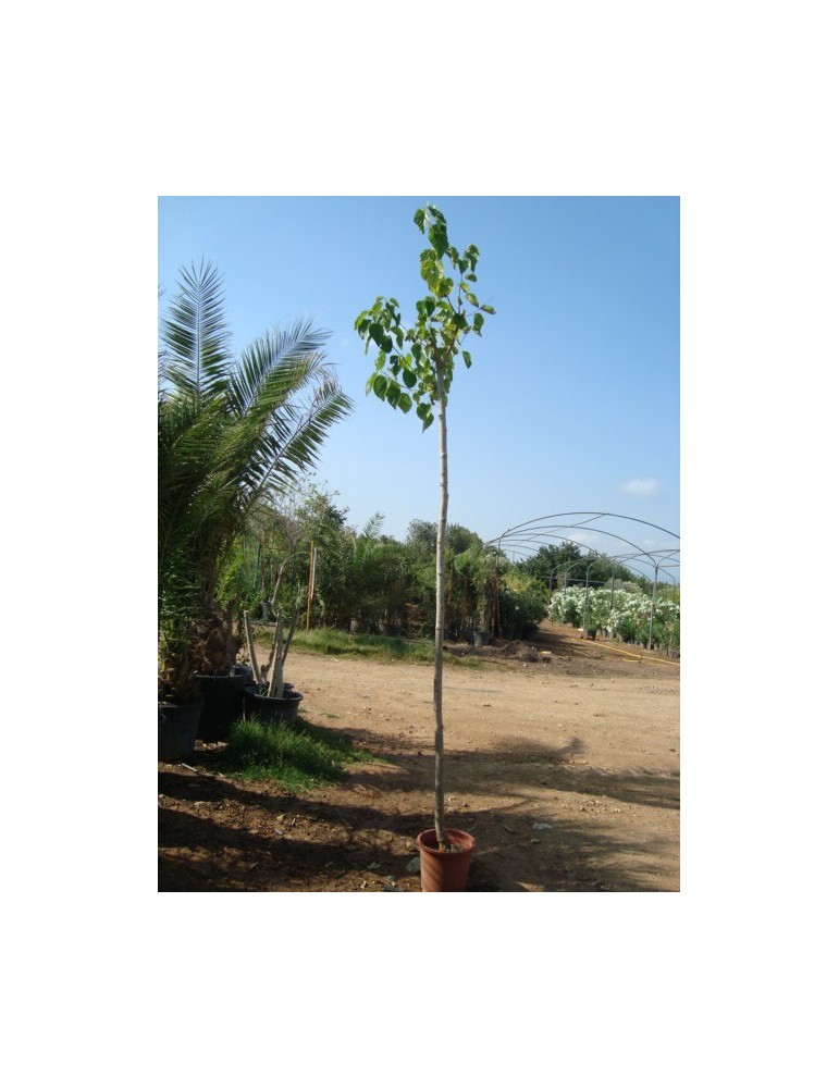 Morera Platanifolia 10/12 Raiz "Oferta"