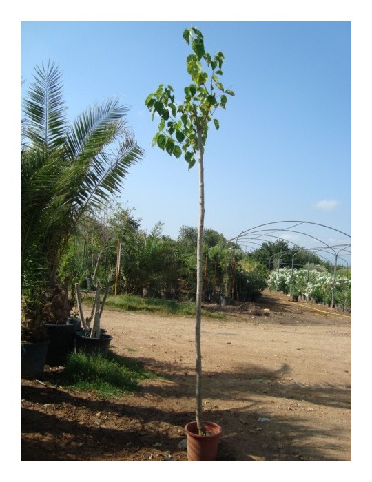 Morera Platanifolia 10/12 Raiz "Oferta"