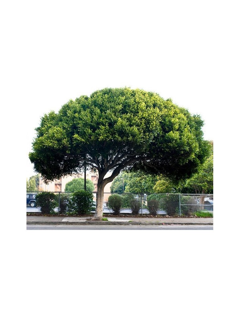 Ficus Nitida C-25