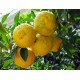 Limonero Yuzu (Citrus Junos) C-10