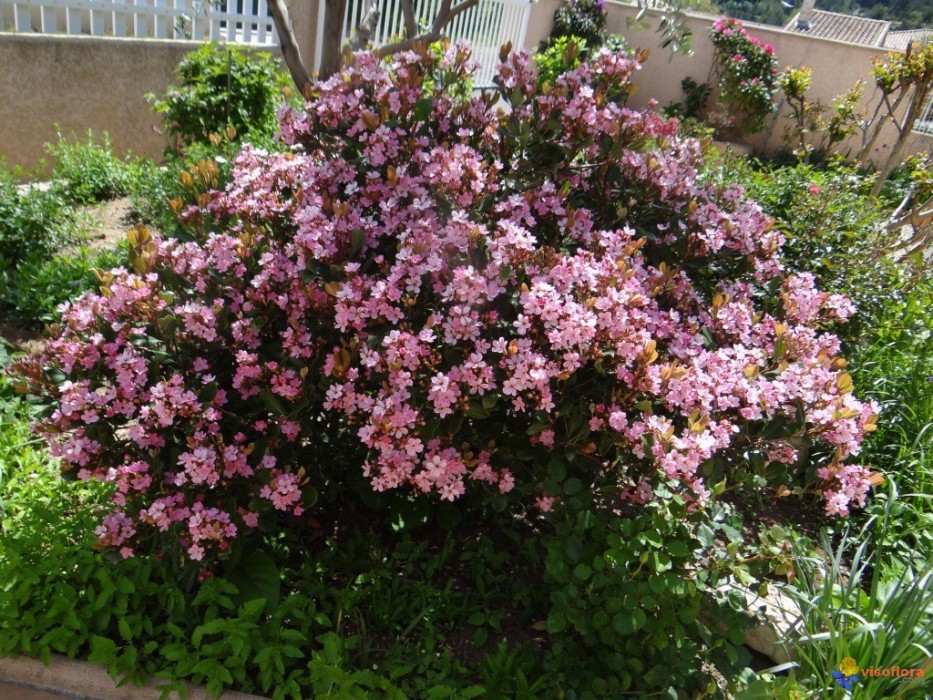 Raphiolepis Indica Springtime Bf-40