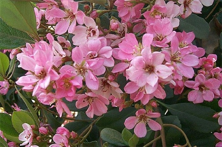 Raphiolepis Indica Springtime Bf-40 2