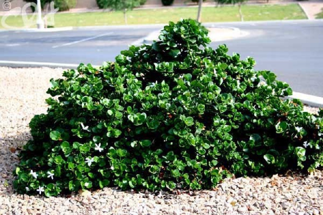 Carissa Macrocarpa C-14